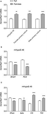 NAMPT and BMAL1 Are Independently Involved in the Palmitate-Mediated Induction of Neuroinflammation in Hypothalamic Neurons